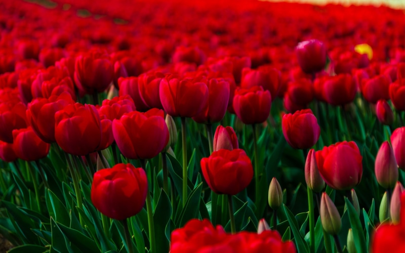 wallpapers, 2K, background, beautiful, flowers, desktop