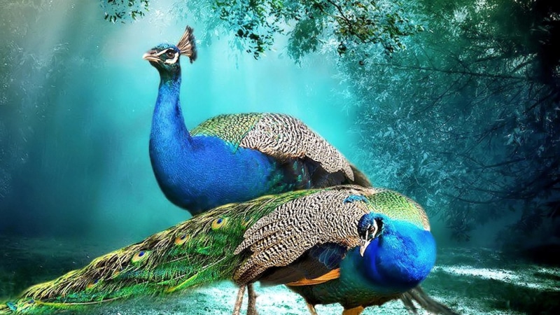 two animals, feather, no people, animal, animals in the wild, beautiful, beauty in nature, peacock, 4K, background, pair, bird, turquoise colored