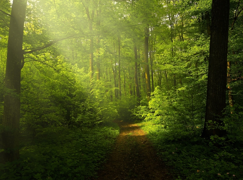 beauty in nature, non-urban scene, green color, Nature, outdoors, Rays, trunk, tree, day, woodland, plant, growth, foliage, tranquility, Landscape, tree trunk