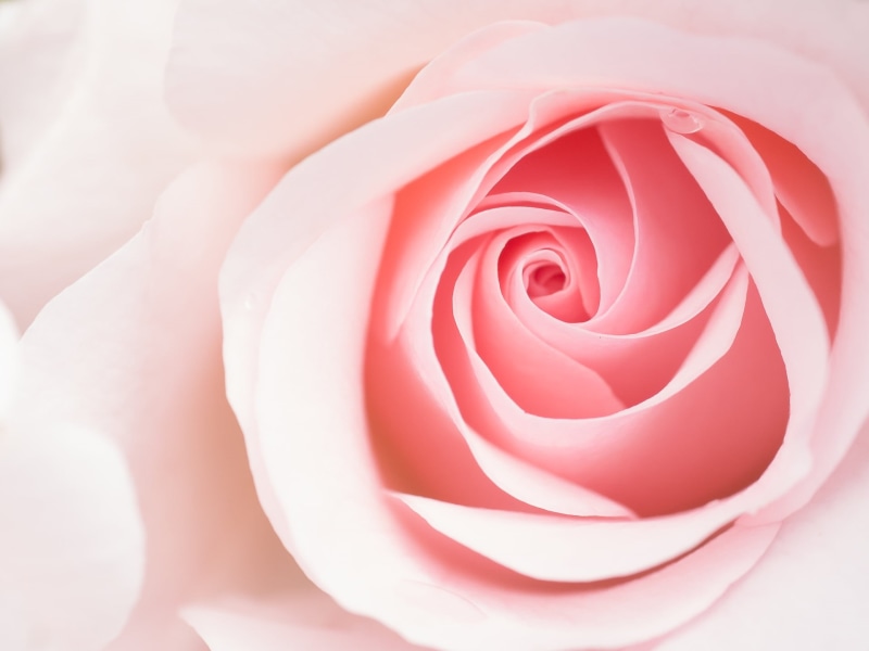 flower, nature, backgrounds, 60mm, F2.8, macro, photography, flower Head, Sigma, close-up, rose - Flower, Blume, single Flower, rose, freshness, DN, Panasonic Lumix G5