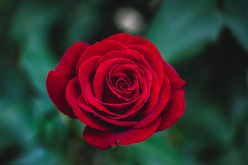 fragility, no people, Red Rose, flower, vulnerability, freshness, nature, flower Head, day, shallow, love, rose, beauty In Nature, romance, flowering plant