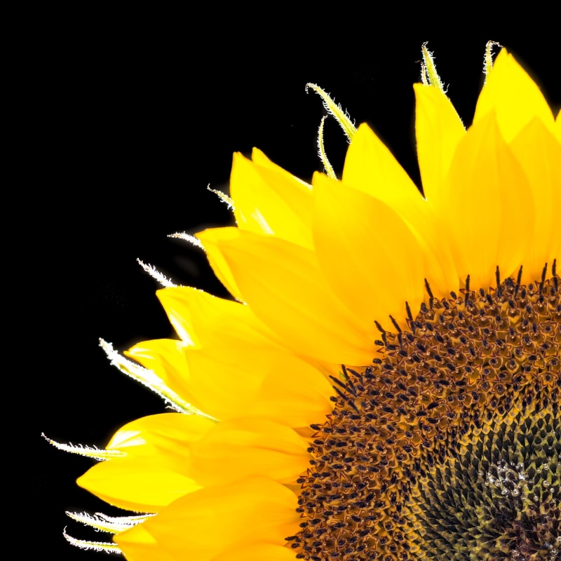 summer, close-up, Sigma, DN, flower, 60mm, Blume, yellow, Panasonic Lumix G5, plant, Sunflower, close, close up, petal, 1080P, single Flower, nature, F2.8