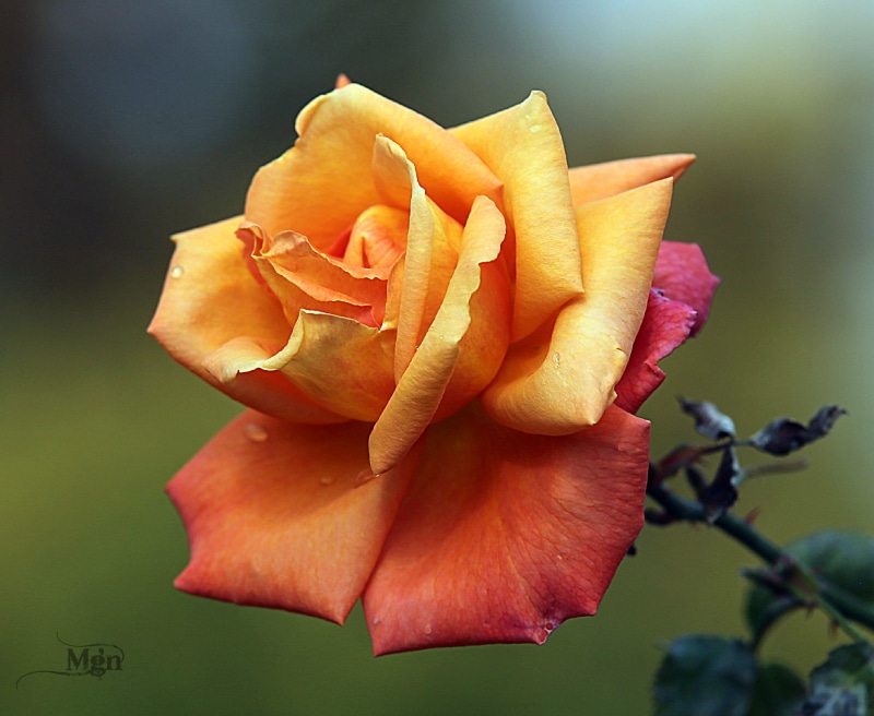 flower Head, rose, orange, plant, photography, 1080P, flower, petal, beauty In Nature, shallow, nature, close-up, red, focus, yellow