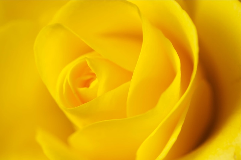 single Flower, flower Head, rose, beauty, macro, plant, close-up, nikon  d90, rose - Flower, yellow rose, 1080P, flower, nature, backgrounds, yellow, petal