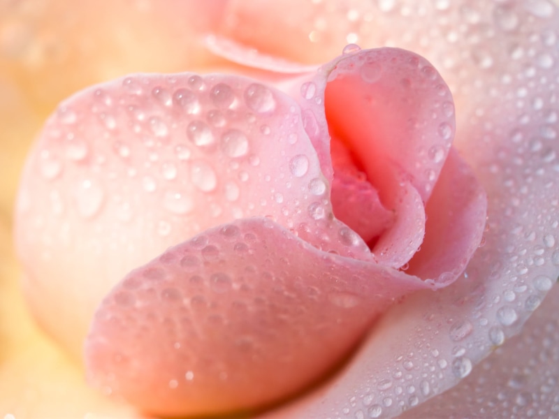 tender, petal, Panasonic Lumix G5, soft, Blume, Even closer, freshness, rose, flower, dew, water, macro, Makro, wet, dews, F2.4, plant, pink, drop, nature