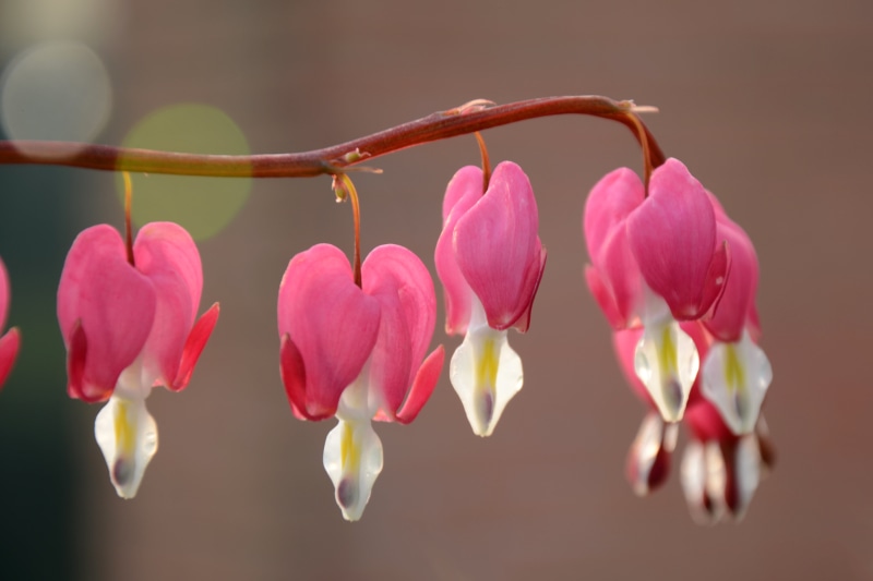 spring, flower Head, bleeding, flower, plant, pink Color, close-up, selective focus, photography, orchid, pink, Nikon  D5100, macro, Bleeding Hearts, hearts