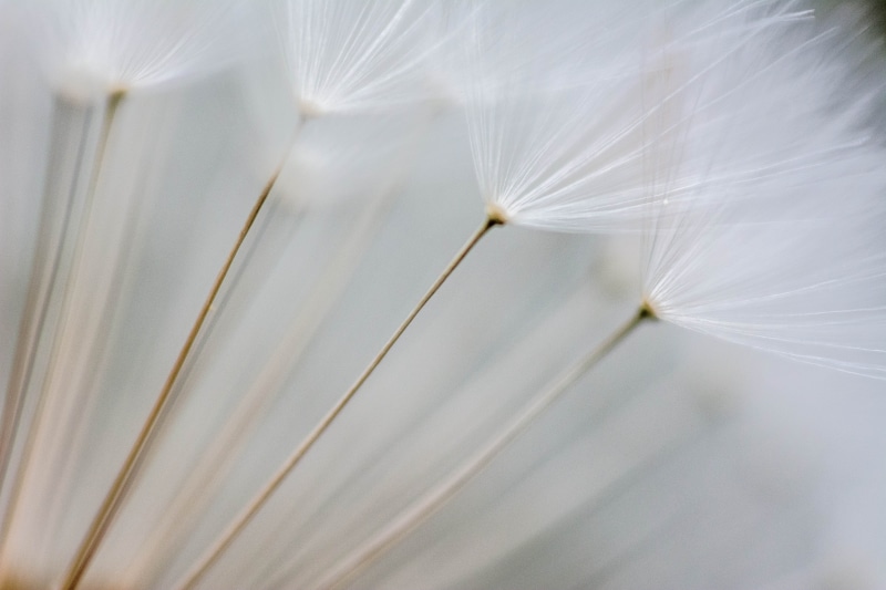 nature, single Flower, seed, close-up, flowers, focus, filter, flower, summer, beauty In Nature, photography, 5K, selective focus, dandelion, plant, selective