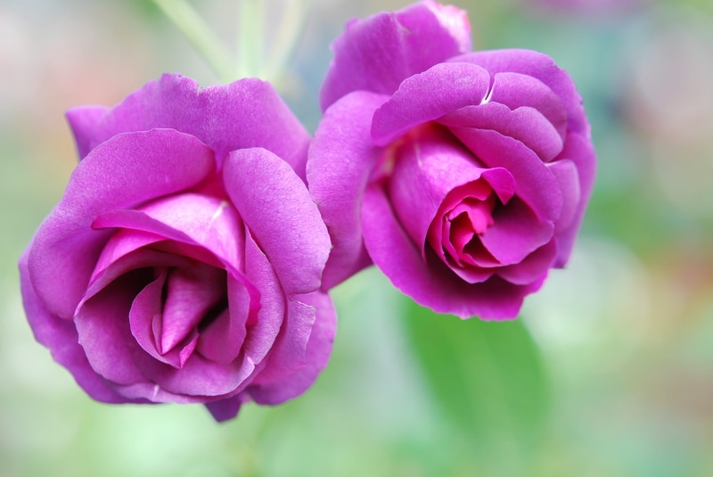 inflorescence, springtime, close-up, freshness, Purple, Bloom, two, macro, Violet, pink, rose - flower, rose, selective, petal, no people, growth, focus