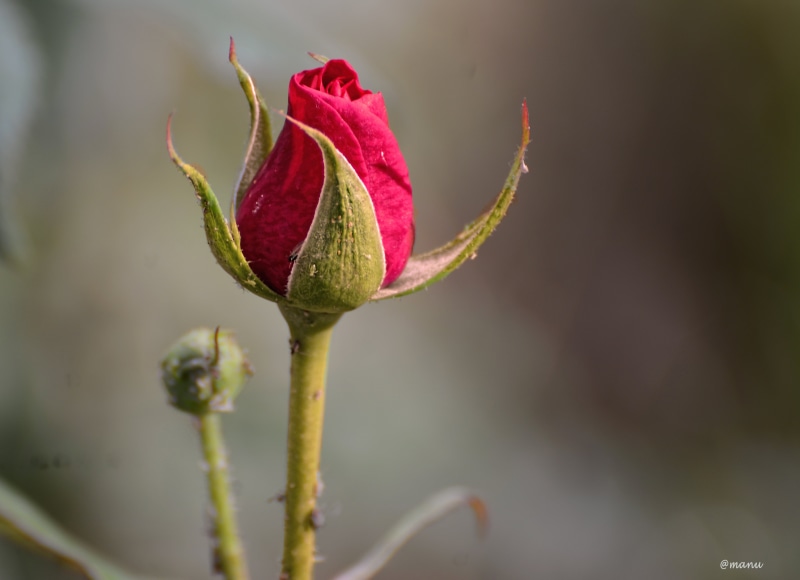 selective focus, pink rose, pink, flower, creative, leaf, vivid, photography, selective, close-up, focus, life, bud, nature, 4K, plant, emotions, rose