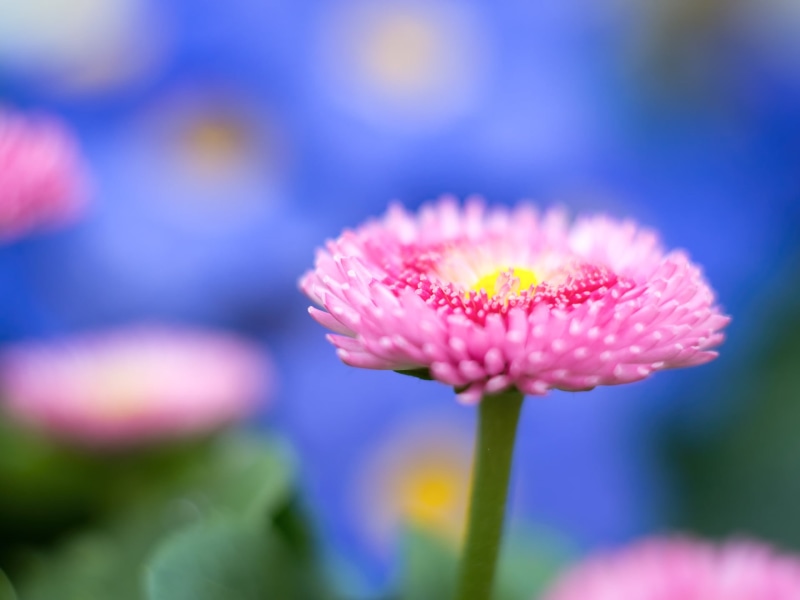 colours, springtime, photography, focus, MFT, Panasonic Lumix G5, Blume, pink, Frühling, selective focus, dof, bokeh, 1080P, M43, selective, Spring, summer