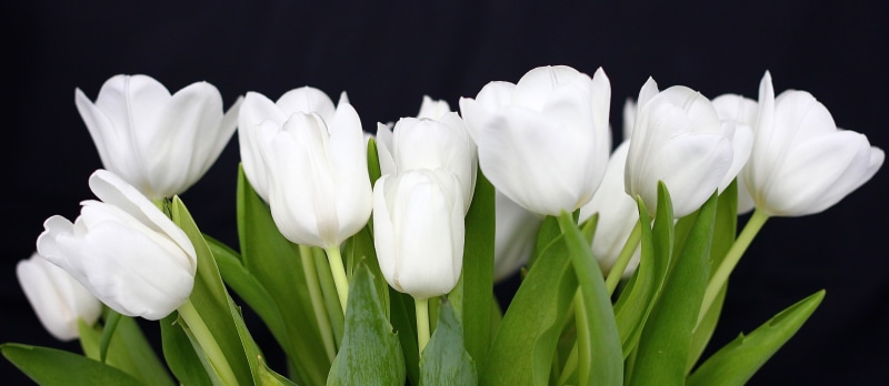 springtime, freshness, flower, tulpan, 5K, vår, plant, scenery, tulip, flower Head, white rose, flowers, tulips, rose, petal, Explore, white, close-up