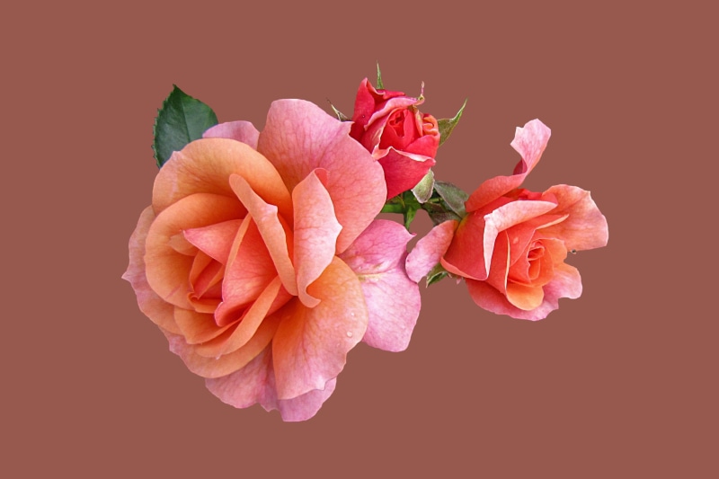 orange color, flower Head, plant, indoors, selective, pink, focus, rose, petal, flowering plant, rose - flower, background, Isolated, fragility, softness