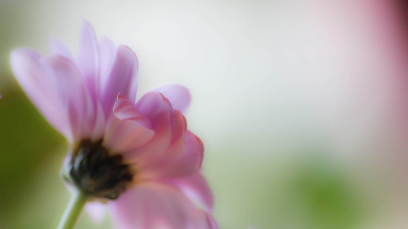 photography, Flower, focus, Pretty in pink, single Flower, macro, 5K, nature, beauty In Nature, pink Color, selective, flower Head, selective focus, close-up