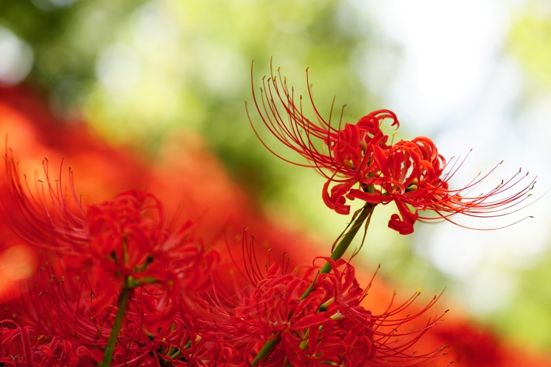pollen, nature, Amaryllidaceae, day, petal, flower head, close-up, no people, photography, Amaryllis, shallow, outdoors, beauty in nature, green color