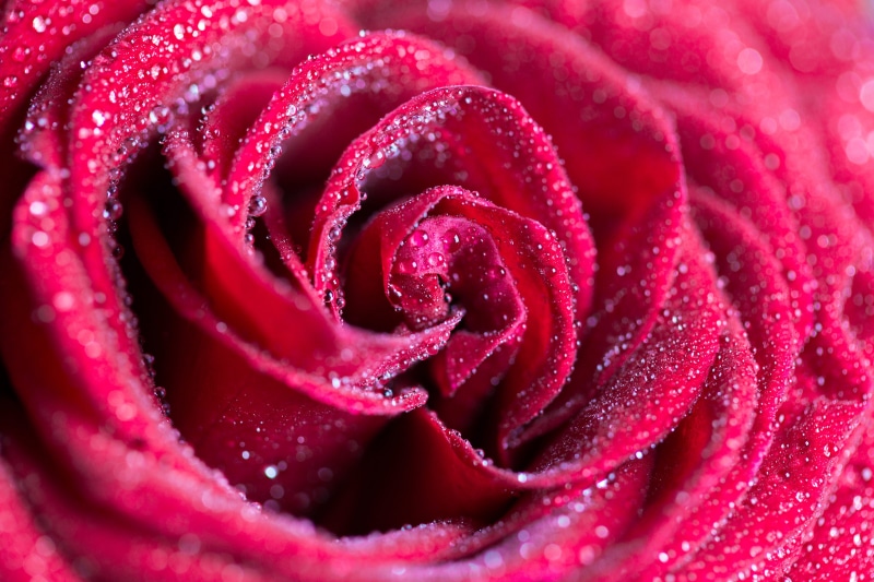 flower Head, backgrounds, flowering plant, rose, close, growth, flower, purple, nature, vulnerability, macro, rose - Flower, water, flowers, dew, softness