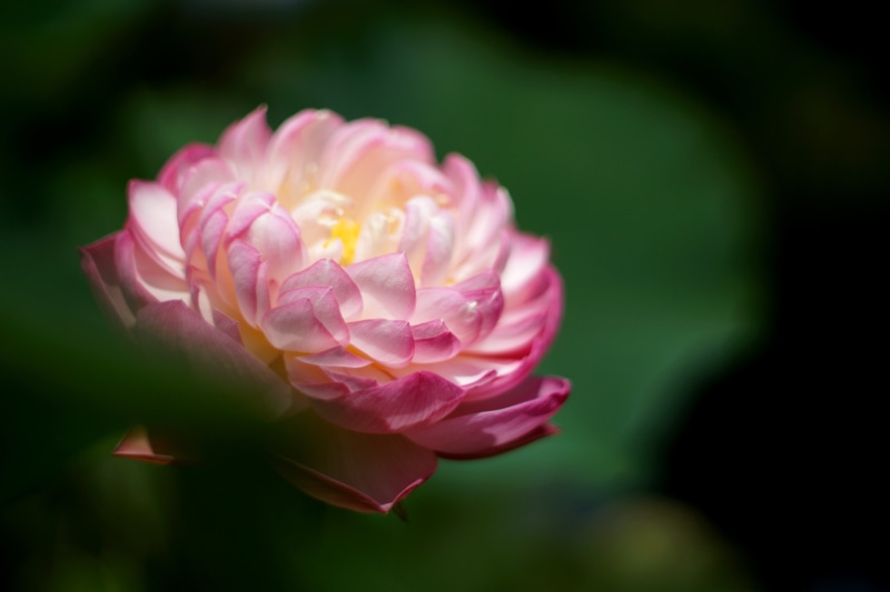 pink, 5K, leaf, flower Head, flower, plant, nature, beauty In Nature, close-up, waterlily, freshness, photography, focus, selective, pink Color, petal