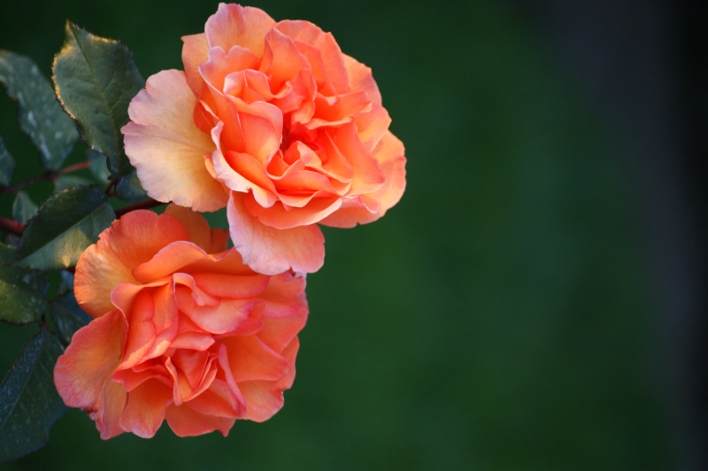 day, beauty In Nature, plant, rose, decorative, beautiful, freshness, roses, flower, summer, salmon, red, nature, two, pink, rose bloom, blossom, close-up