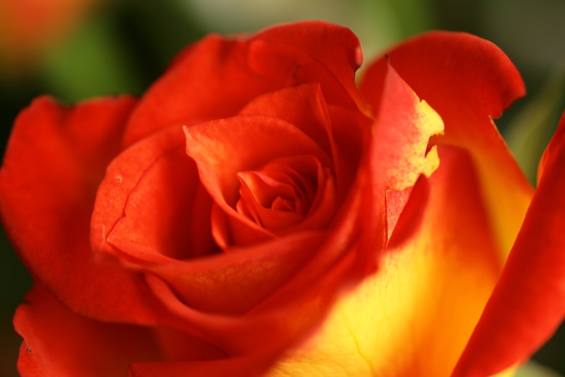 nature, macro, 4K, yellow Roses, photo, selective, beauty In Nature, petal, selective focus, roses, plant, rose, rose - Flower, close-up, flower Head