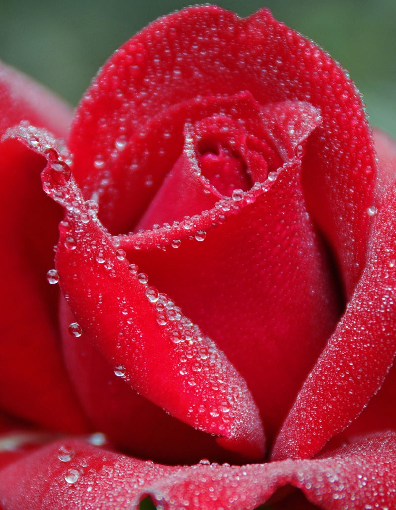 soft, rose - Flower, plant, I am Canadian, petal, Canada, Dennis  rose, freshness, macro, nature, single Flower, Nova Scotia, rose  red, rose  water, flower Head