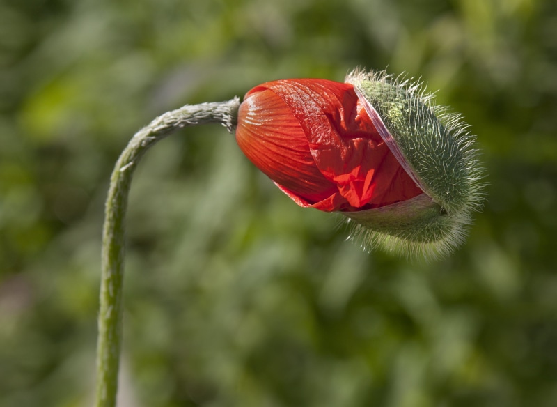 petaled, photography, nature, flower, 2K, red, focus, selective, close-up, plant, selective focus, orange