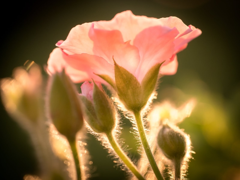 close-up, 60mm, Blume, Panasonic Lumix G5, F2.8, photography, Sigma, springtime, beauty In Nature, 1080P, DN, flower, plant, nature, Geranium