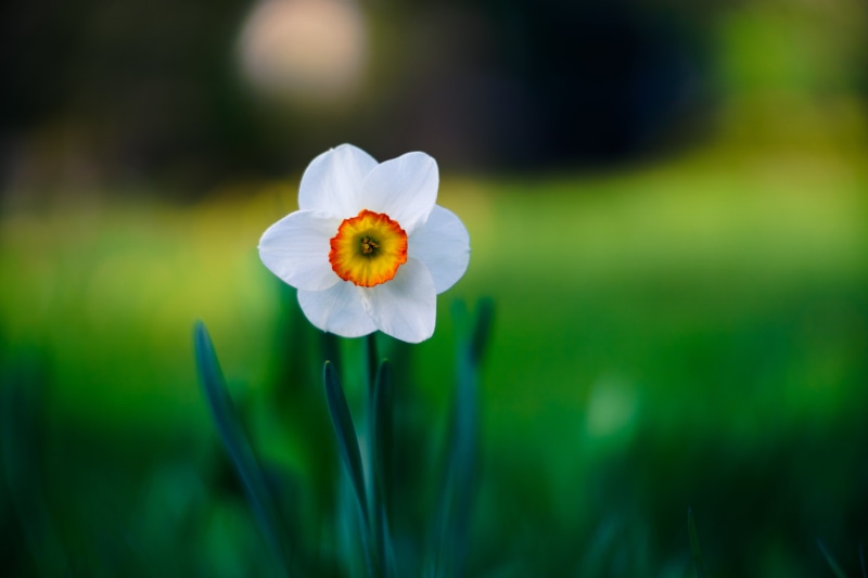 narcissus, outdoors, meadow, close-up, photography, flower, summer, nature, yellow, f/1.5, plant, Narcissus flower, selective, beauty In Nature, white
