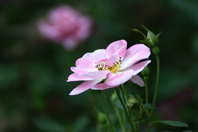 plant, selective, beautiful, wild, beauty In Nature, closeup, Pink rose, selective focus, 4K, focus, india, Blooming, canon  xti, rose, Wild Rose, photo