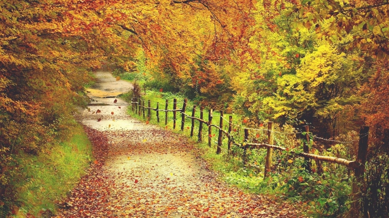 plant, tranquil scene, nature, autumn, forest, land, landscape, scenics - nature, 1080P, outdoors, no people, growth, tree, trail, footpath, for desktop nature scenes beautiful scenery 1920x1080