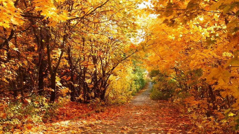 1080P, diminishing perspective, leaf, forest, footpath, outdoors, no people, non-urban scene, autumn, the way forward, orange color, tranquil scene, growth