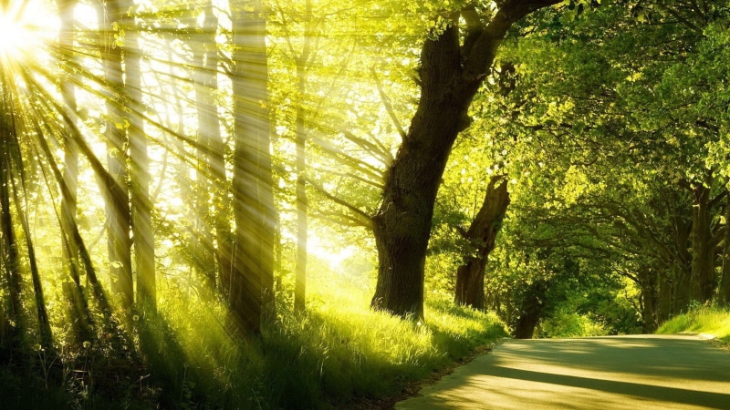 for desktop nature scenes beautiful scenery 1920x1080, 1080P, the way forward, trunk, plant, nature, growth, sunlight, tranquil scene, footpath, tree