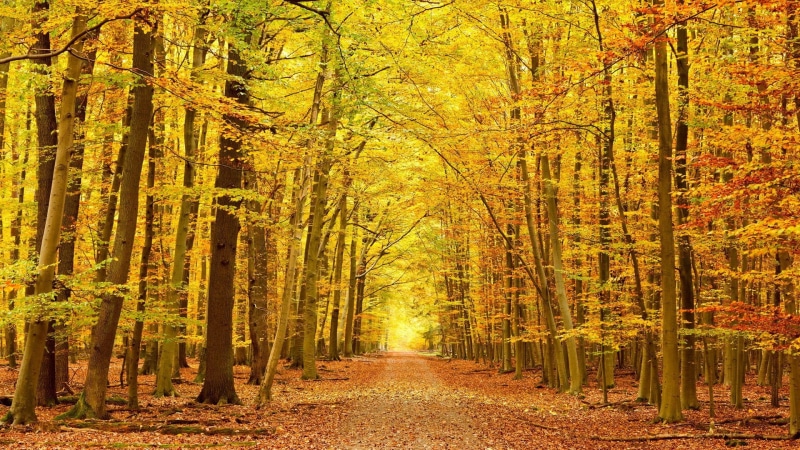 tree, autumn collection, footpath, forest, change, woodland, road, the way forward, autumn, outdoors, beauty in nature, growth, direction, tranquility