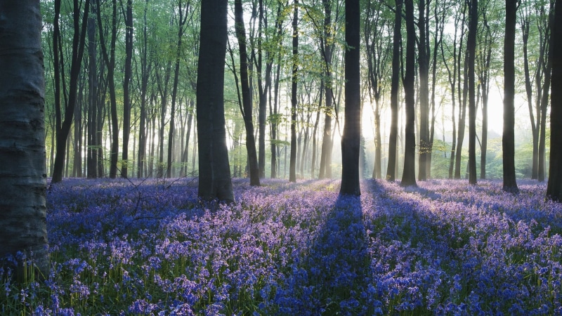 tree, trunk, non-urban scene, no people, woodland, tranquil scene, tranquility, growth, plant, flower, forest, land, scenics - nature, 1080P, abundance