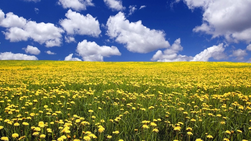 flowering plant, field, tranquility, scenics - nature, for desktop nature scenes beautiful scenery 1920x1080, crop, sky, freshness, nature, springtime
