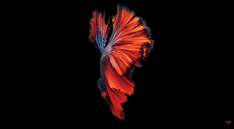 flower, s, orange color, Black, Fish, still life, indoors, Betta, feather, vulnerability, beauty in nature, studio shot, copy space, multi colored, no people