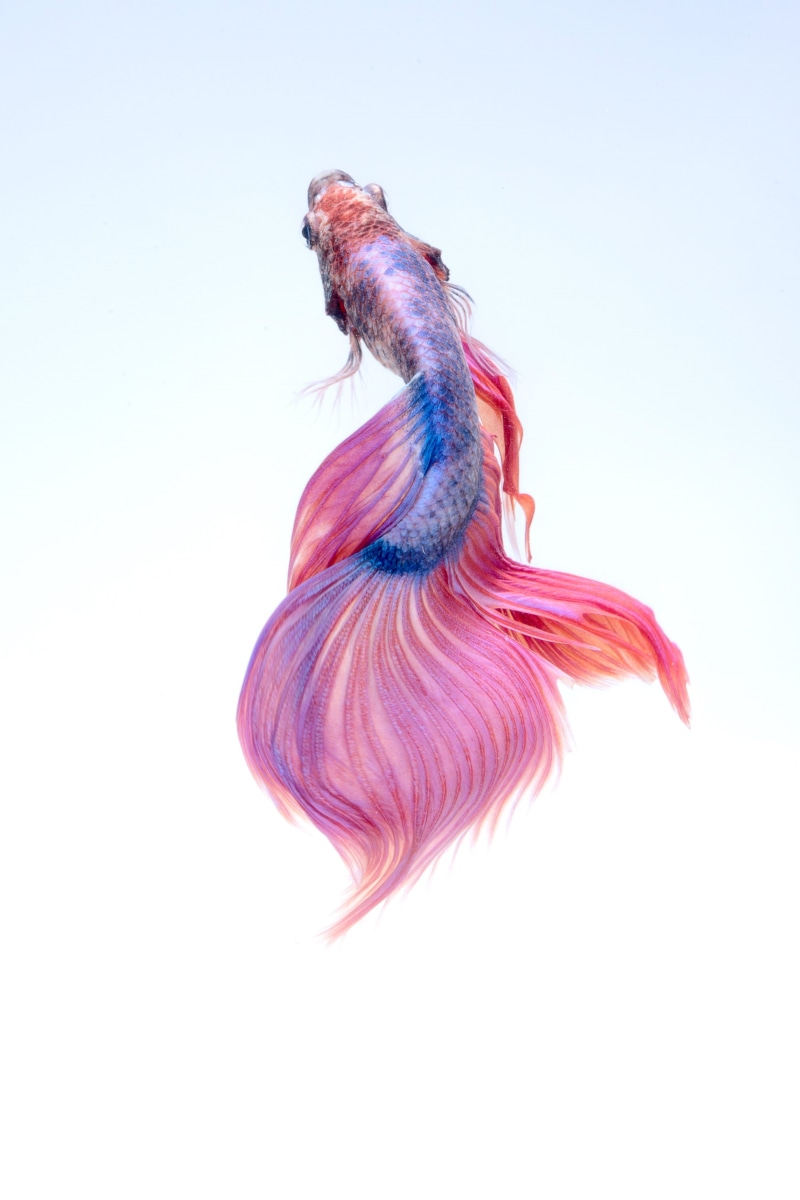 indoors, red, betta, no people, blue, cut out, swimming, siamese, marine, nature, studio shot, pink, sea, water, aquarium, animals in the wild, animal themes