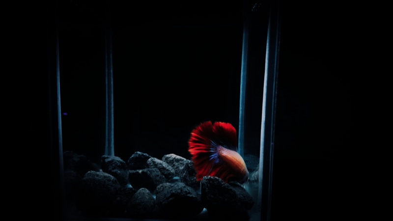 betta, invertebrate, aquarium, hairstyle, domestic room, rear view, water, nature, lifestyles, one person, bird, coal, fish, outdoors, coral reef, night