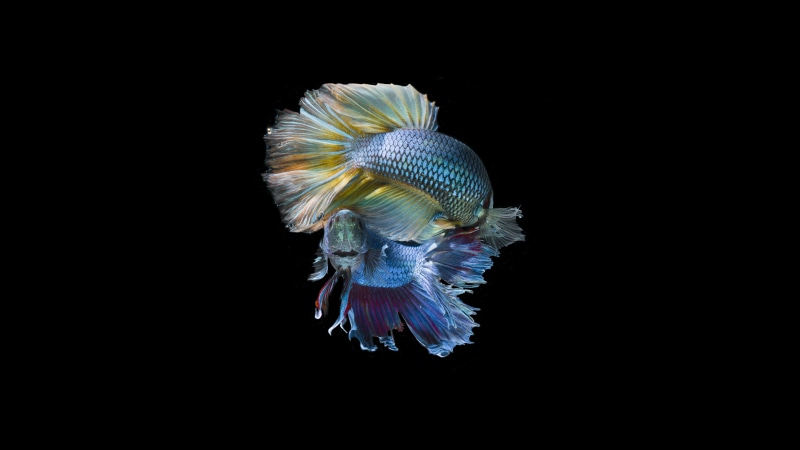 water, two, beauty in nature, studio shot, swim, blue, marine, one animal, underwater, fighting, animal, animal themes, close-up, siamese, sea, fish, vertebrate