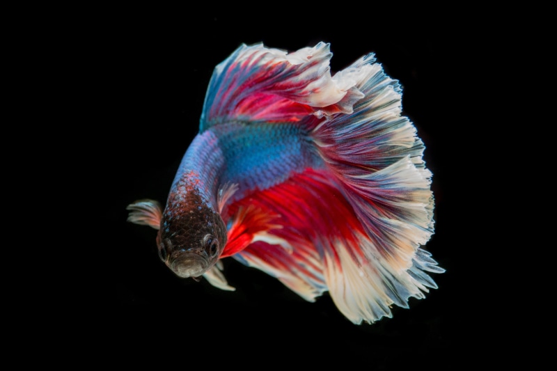 close-up, tail fin, one animal, animal, tail, animals in the wild, profile view, black background, 4K, battle, red, guppy, vertebrate, blue, three color