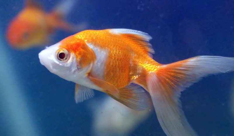 1080P, close up, animal, photo, aquarium, water, nature, orange, white gold, gold, white, close, fish, gold  fish, underwater, gold fish, goldfish, pets
