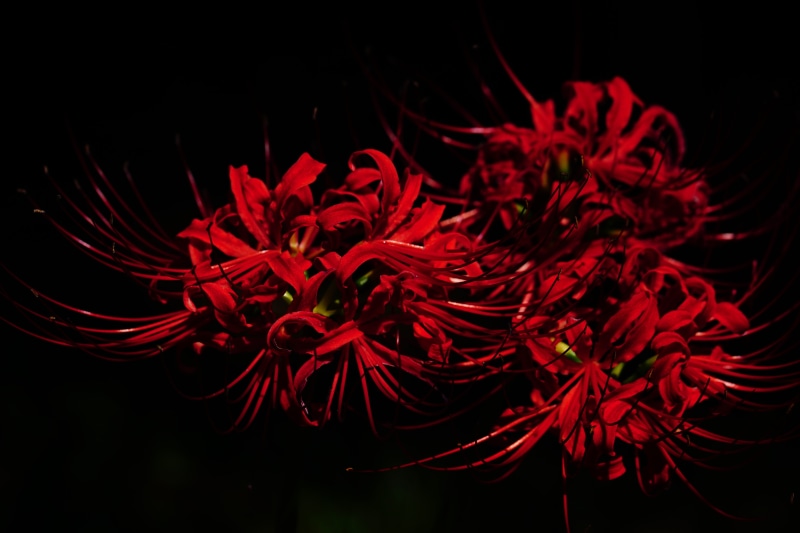 tree, flower, abstract, Amaryllidaceae, red flowers, plant, decoration, celebration, higanbana, red, flowers, studio shot, Amaryllis, nature, Spider Lily