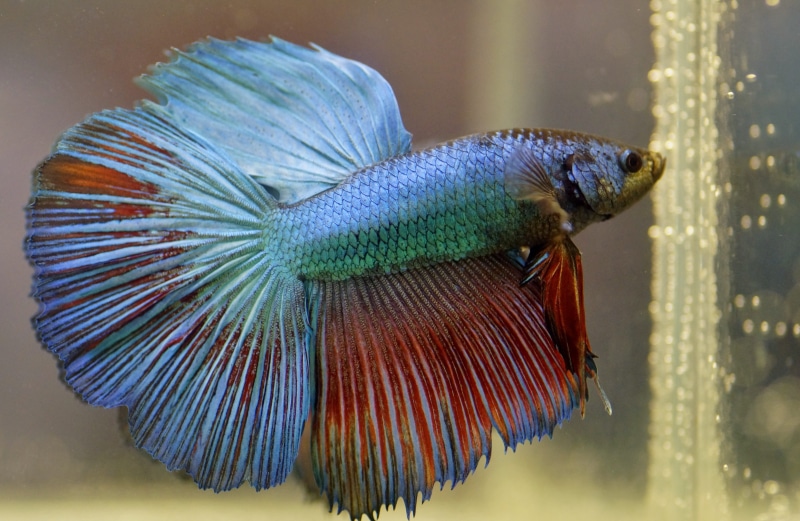 photo, water, beta, focus on foreground, sea, nature, betta, one animal, no people, sea life, blue, freshwater, animals in the wild, vertebrate, fishy