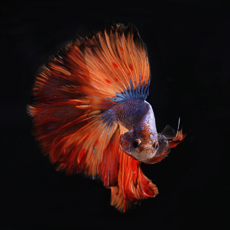 nature, no people, beta, one animal, orange, 2K, sea, animal wildlife, swimming, animals in the wild, sea life, fish, siamese Fighting Fish, black background