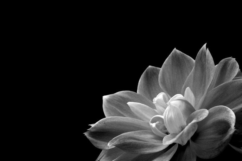 flower Head, close, single Flower, black Background, flower, nature, photo, plant, petal, 2K, close-up, grayscale