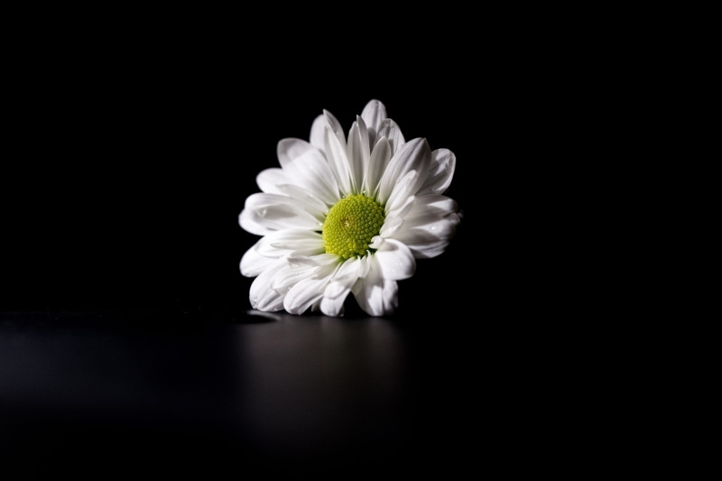 pollen, White flower, freshness, beauty In Nature, nature, vulnerability, 5K, petal, captured, macro, white, fragility, white color, single Flower, dark