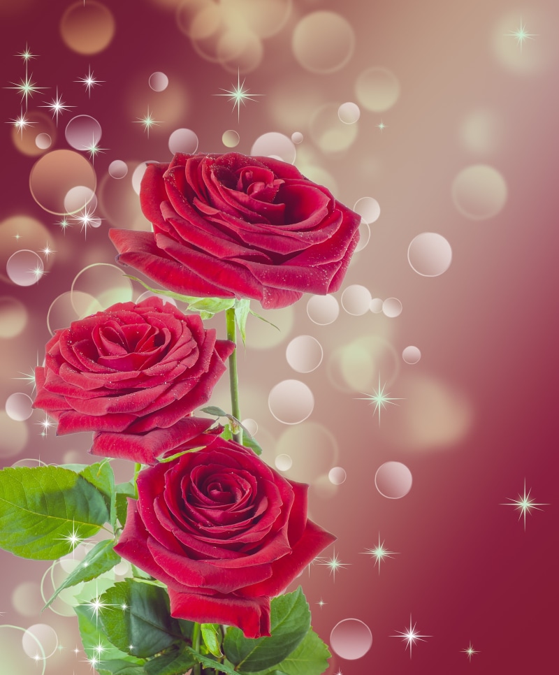 multi colored, love, abstract, female, petal, temptation, gift, flower arrangement, backgrounds, rose - flower, fragility, close-up, flowering plant, natural