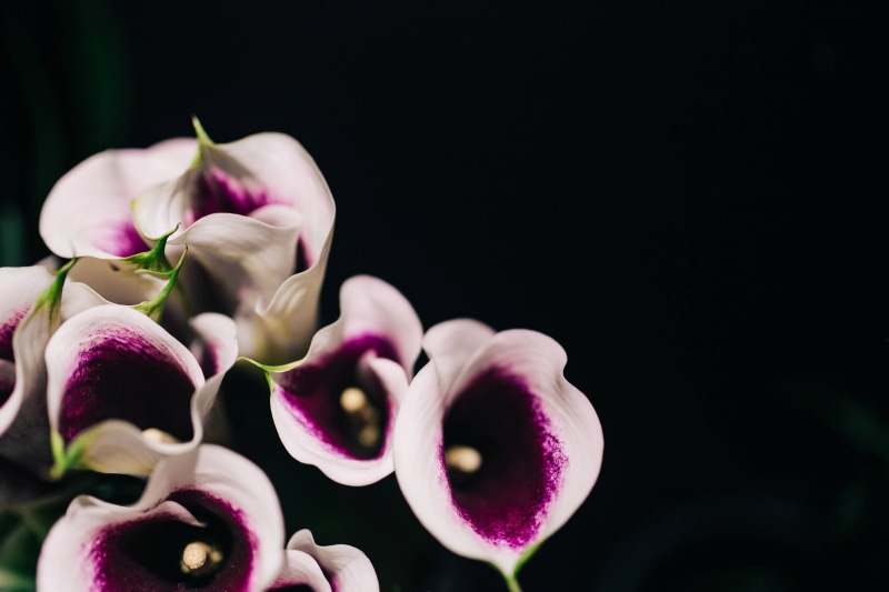 purple, macro, close, flowering plant, green, freshness, copy space, flower arrangement, plant, nature, inflorescence, ups, indoors, single Flower, flowers