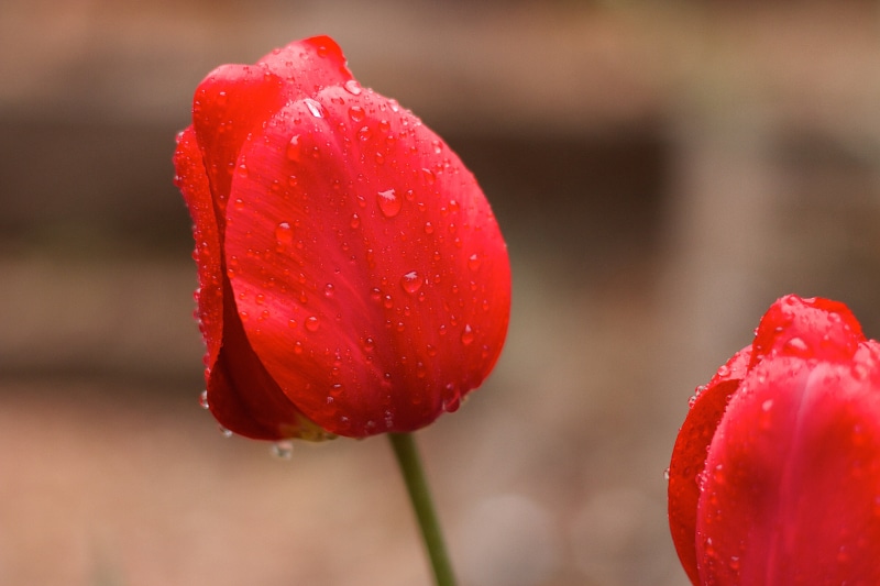 freshness, 5K, summer, petal, flower Head, Tulips, water, nature, Wet, beauty In Nature, red, close-up, flower, drops, springtime, tulip, plant