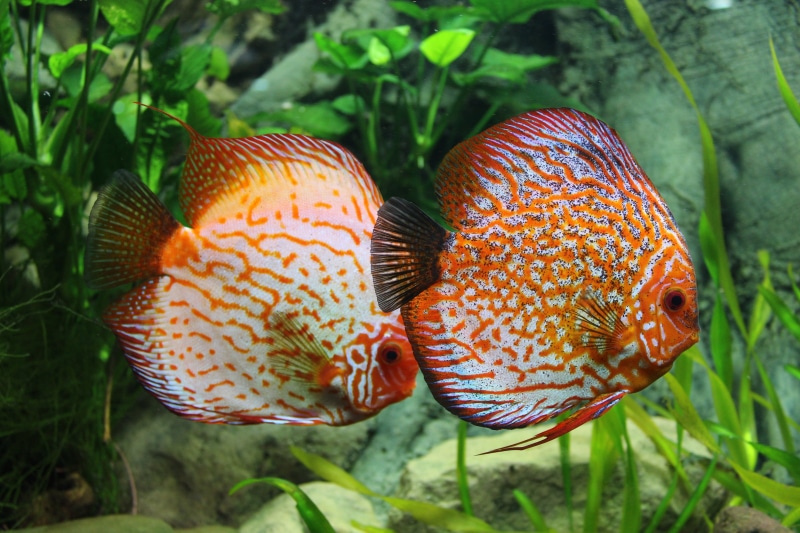 underwater, 4K, animal, animals in the wild, two, tropical, ornamental fish, animal wildlife, aquarium fish, plant, tropical Climate, underwater world