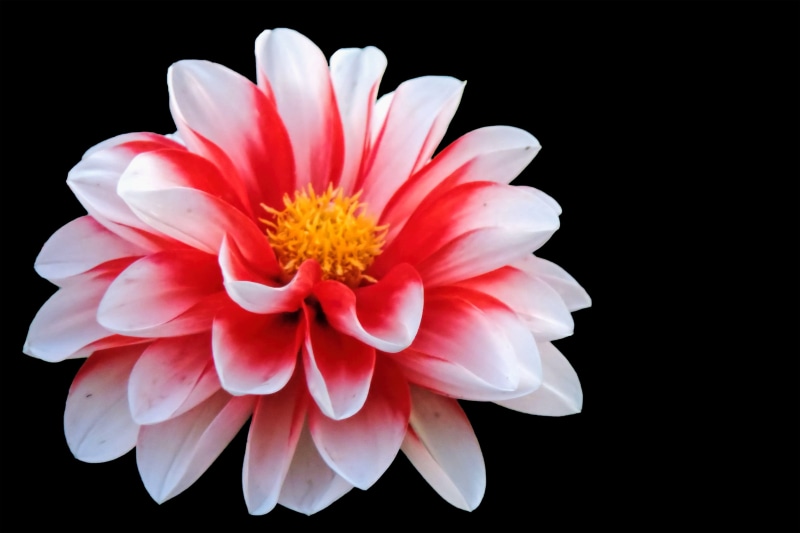 white, blossom, photo, red white, close-up, black background, beauty in nature, bloom, flower, dahlia, fragility, white color, petal, freshness, no people