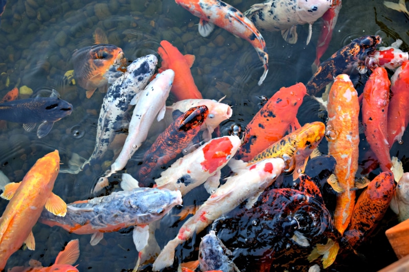 animal, underwater, burning, fishes, koi carp, animal themes, water, Asian, outdoors, food, Ornamental, school of fish, no people, carp, marine, animals in the wild